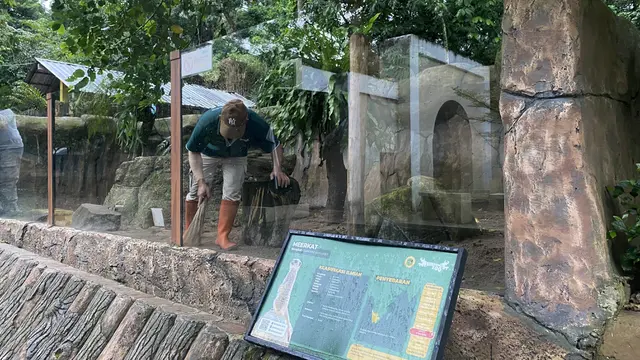 Sejumlah pegawai Bandung Zoo tetap bekerja meski kebun binatang itu tengah tutup sementara seiring pencabutan izin oleh Kementerian Kehutanan, Jumat (6/2/2026) (Liputan6.com/Dikdik Ripaldi)