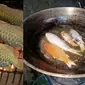 Ikan Hias Dimasak (Sumber: Twitter/@MenteriBerita)