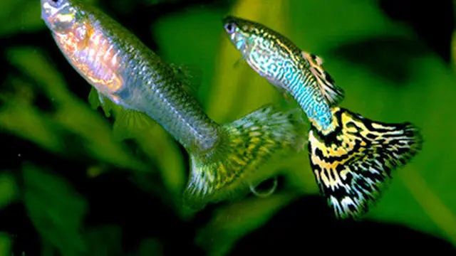 ikan guppy