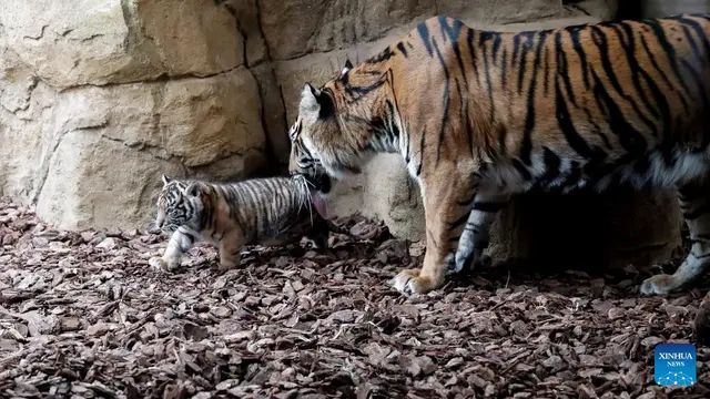 Anak harimau sumatera ini lahir di kebun binatang tersebut sejak satu bulan (Xinhua/Han Yan)