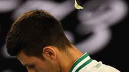 Kupu-kupu tersebut akhirnya meninggalkan Novak Djokovic seakan-akan memberikan kesempatan dirinya untuk meneruskan pertandingan. (Foto: AFP/Paul Crock)