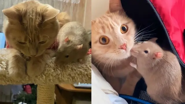 Bikin Heran, Kisah Persahabatan Kucing dan Tikus Ini Unik Banget