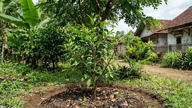 Cara Menanam Pala dari Biji