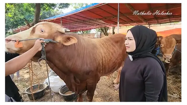 Pertama Kali Berkurban, Ini 9 Potret Nathalie Holscher Cari Hewan Kurban