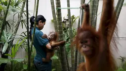 Seorang petugas sedang menggendong bayi Orangutan di  kantor perlindungan satwa liar, Kuala Lumpur , Malayasia, Senin (19/10/2015).  Perdagangan satwa liar diperkirakan mencapai Ratusan Miliar dalam setahun ini di seluruh dunia. (REUTERS/Olivia Harris)