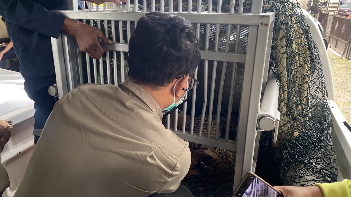 Misteri Asal Usul Macan Tutul yang Masuk Rumah Warga Kabupaten Bandung