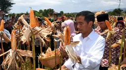 Presiden Joko Widodo (Jokowi) menghadiri panen raya jagung, di Desa Kampasi Meci, Kecamatan Manggelewa, Kabupaten Dompu, Nusa Tenggara Barat (NTB), Sabtu (11/4/2015). (Rumgapres/ Agus Suparto)