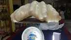 Mutiara dengan panjang 67 cm dan lebar 30 cm ini memiliki berat 34 kg menjadikannya sebagai mutiara terbesar di dunia. Mutiara ini ditemukan di perairan Pulau Palawan, Filipina (23/8). (AFP PHOTO/ Puerto Princesa Provincial Tourism Office)