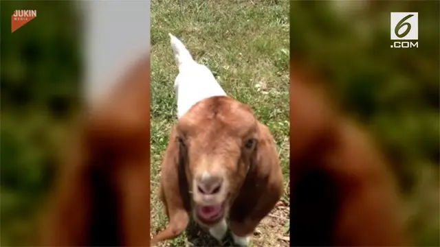 VIDEO: Ajaib, Anak Kambing Bisa Berbicara Bahasa Inggris
