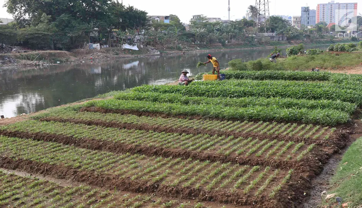 Warga memanen sayur mayur yang ditanam di bantaran Kanal Banjir Barat, Jakarta, Jumat (5/10). Selain dijual ke pasar, sayur mayur tersebut juga untuk konsumsi sehari-hari. (Liputan6.com/Immanuel Antonius)