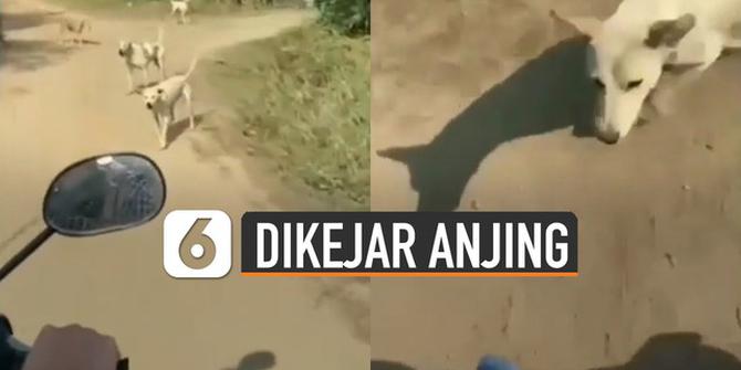 VIDEO: Apes, Niat Mengabadikan Momen Justru Dikejar Anjing
