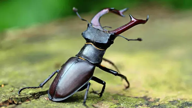 Kumbang Tanduk Rusa