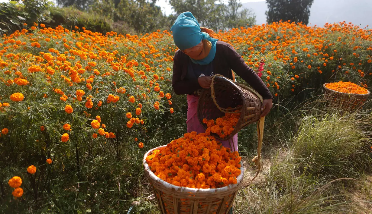 Seorang wanita Nepal mengumpulkan bunga marigold di Kathmandu, Nepal, (17/10). Bunga berwarna orange ini akan digunakan untuk perayaan diwali atau festival cahaya. (AP Photo/Niranjan Shrestha)