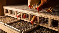 10 Tips Ternak Ayam dengan Maggot di Lahan Sempit agar Hemat Pakan dan Cepat Panen