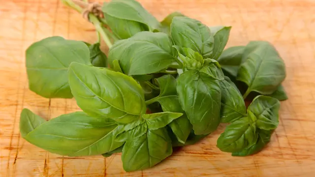 Basil