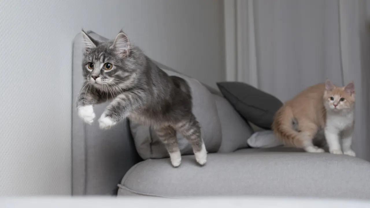 Kucing Aktif