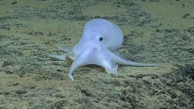 Mirip Hantu Casper, Gurita Ini Merupakan Spesies Baru