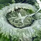 Kondyor Massif yang terletak di timur Siberia merupakan instrusi baru (batuan beku) berbentuk bulat sempurna dengan diameter 8 km (Foto: NASA).