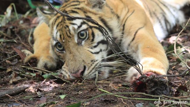 Taman Nasional Kerinci Seblat Rawan Jadi Lokasi Perburuan