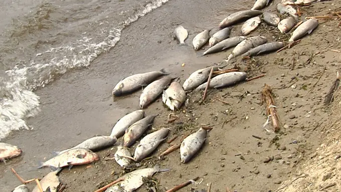 Selain Ancol, Beberapa Daerah Ini Pernah Dipenuhi Bangkai Ikan