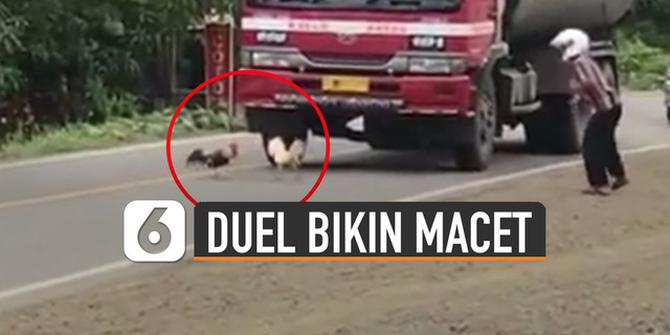 VIDEO: Ayam Jago Duel Sampai Buat Macet Jalanan