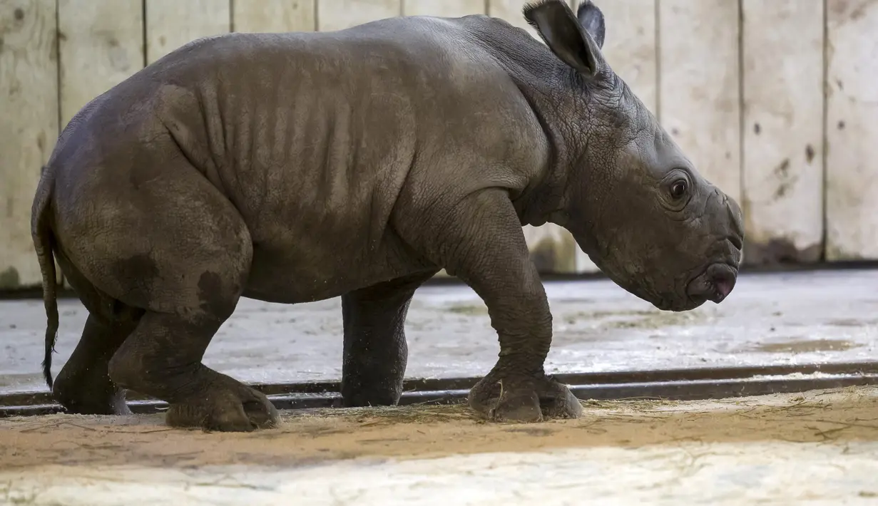 Bayi badak jantan yang lahir pada 18 Februari terlihat di kandangnya di taman zoologi Amneville, di Amneville, Prancis timur (25/2/2022). Ini adalah badak putih kelahiran ketiga yang lahir dalam empat bulan terakhir di kebun binatang tersebut. (AFP/Jean-Christophe)