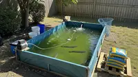 6 Peluang Usaha Ikan Gabus Skala Rumahan dengan Modal di Bawah 500 Ribu