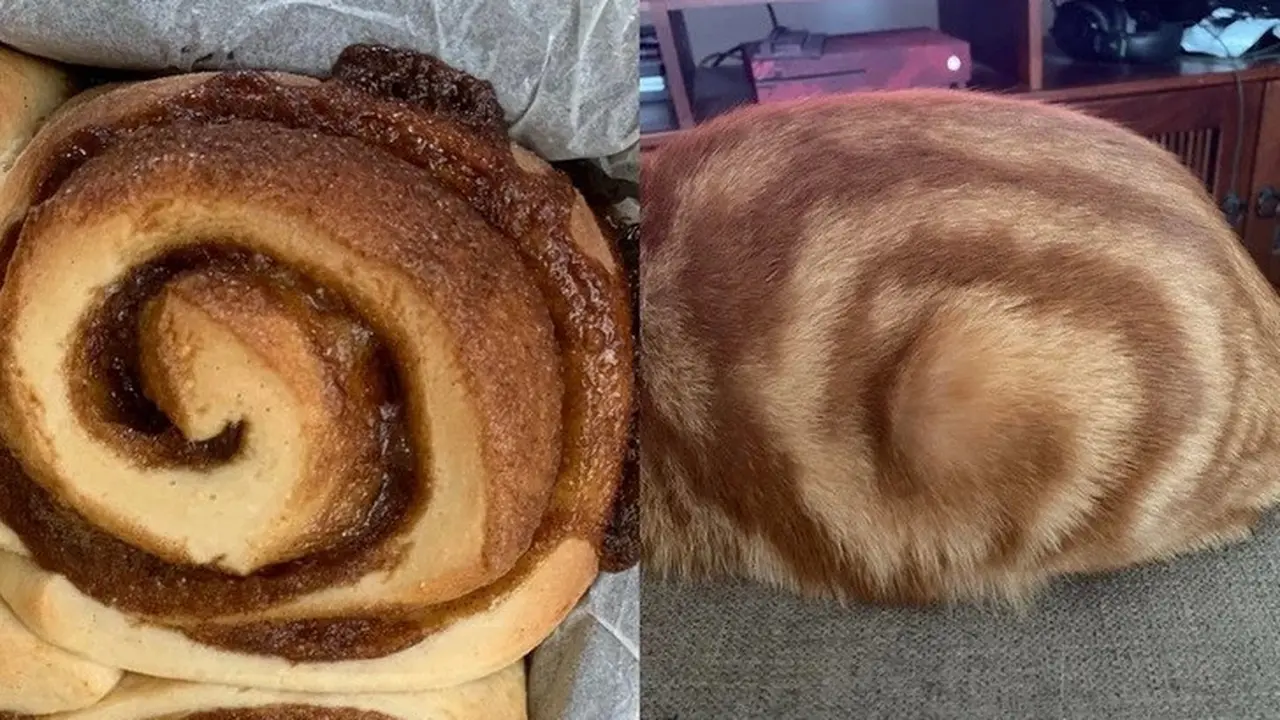 6 Aksi Kucing Menyamar Jadi Roti Ini Bikin Kucek Mata, Perlu Lihat Dua ...