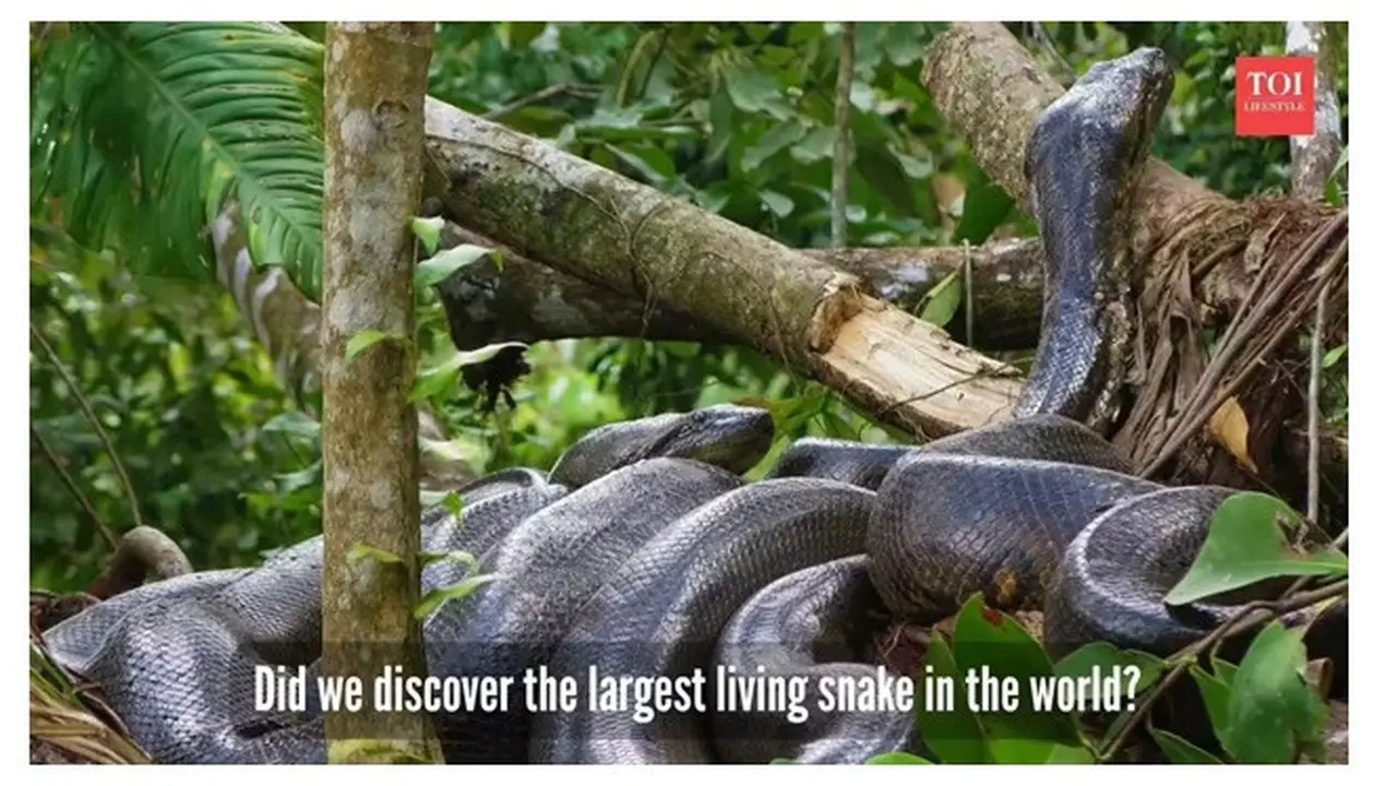 Ular Anaconda Raksasa 6,3 Meter Terekam saat Syuting Film, Temuan Spesies Baru