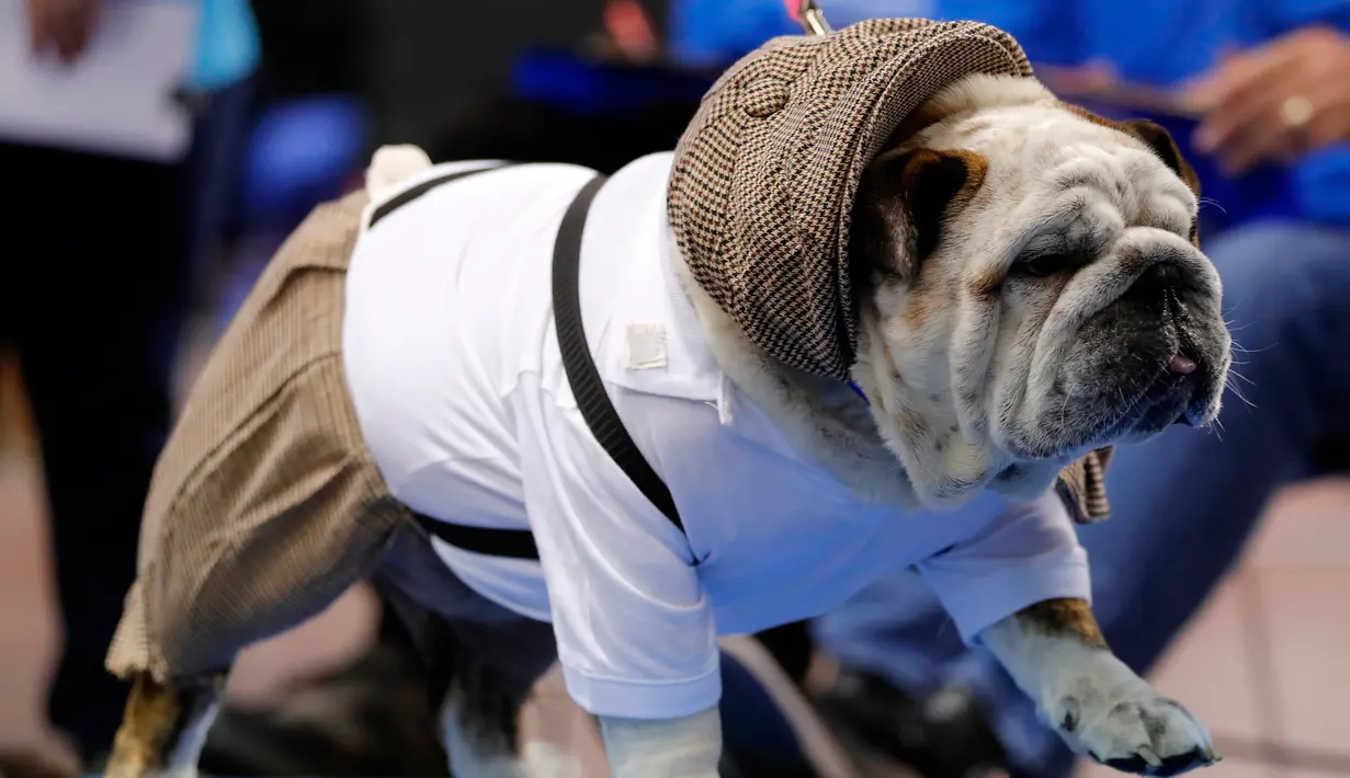 Anjing Bulldog, Tucker milik Michael dan Tracey Crumb berjalan di atas catwalk kontes kecantikan bertajuk Beatiful Bulldog ke-37 di Des Moines, Iowa, Minggu (22/4). Pemenang kontes ini akan menjadi maskot ajang atletik Drake Relays (AP/Charlie Neibergall)