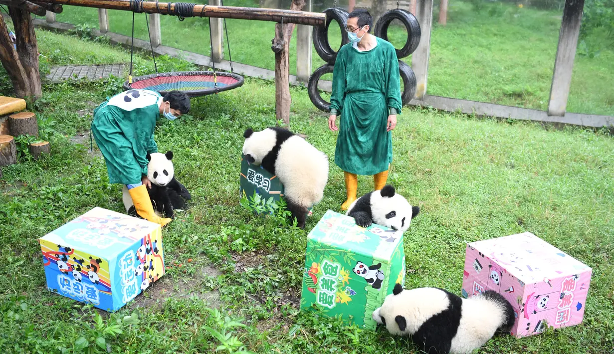 Para staf mengurusi panda-panda raksasa di Kebun Binatang Chongqing, China (23/6/2020). Kebun Binatang Chongqing menggelar sebuah pesta ulang tahun untuk empat ekor panda raksasa yang menginjak usia satu tahun, yakni Shuangshuang, Chongchong, Xixi, dan Qingqing. (Xinhua/Tang Yi)