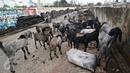 Puluhan kambing berkeliaran di jalur inspeksi Kanal Banjir Barat, Jakarta, Rabu (17/2). Kurangnya ruang terbuka hijau membuat peternak terpaksa mengembalakan hewan ternaknya di tempat yang tidak semestinya. (Liputan6.com/Immanuel Antonius)