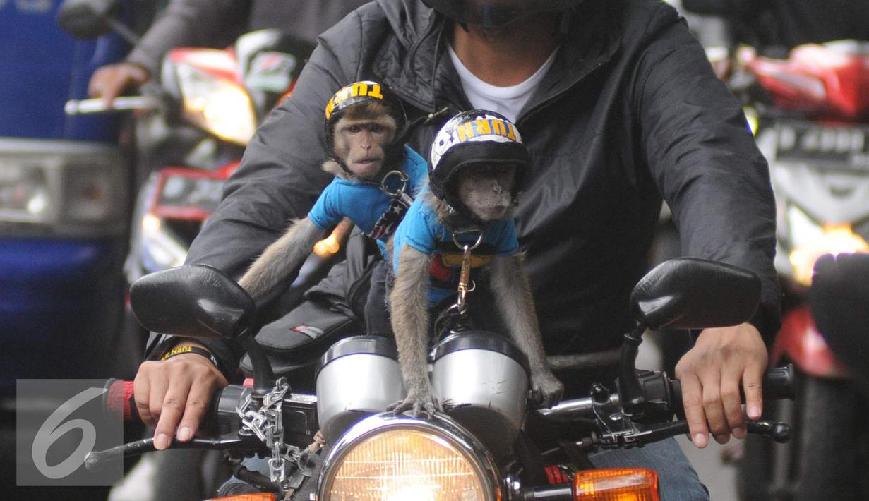 Dua ekor monyet lengkap mengenakan pakaian dan helm diatas motor yang kendarai pemiliknya terlihat di kawasan Senayan, Jakarta, Kamis (1/12). Monyet Ekor Panjang atau Monyet Pantai ini memang menjadi hewan peliharaan exotis. (Liputan6.com/Helmi Affandi)