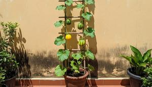 Jenis Pohon Buah Rambat yang Bisa Ditanam di Pot Kecil. (Foto: AI)