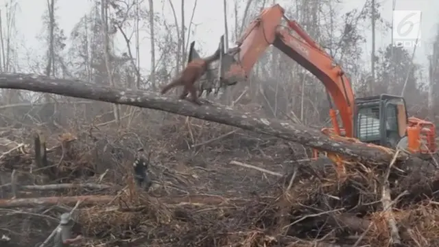 Beredar video viral orangutan di Kalimantan menghadapi buldoser yang merusak hutan tempat tinggal hewan tersebut. Dalam rekaman terlihat primata itu kebingungan.