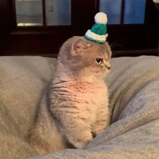 10 Potret Gemas Kucing Kalau Lagi Ngambek, Ekspresinya Malah Makin Imut