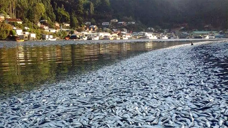 Ribuan Kilogram Ikan Sarden Terdampar di Tepi Sungai