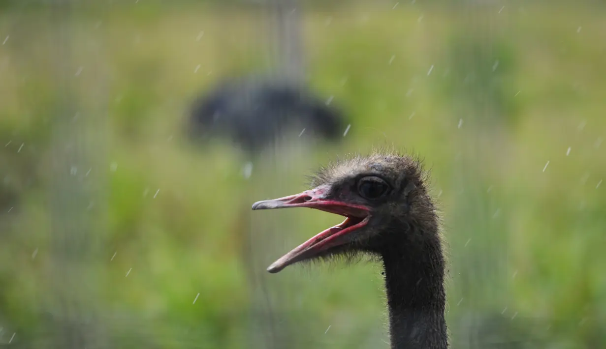 Burung unta koleksi Taman Safari Gurun Putih Lestari di Jantho, Aceh Besar, Aceh pada 27 Oktober 2019. Taman edukasi faura dan fauna dengan luas 60 hektare ini memiliki ratusan jenis satwa dan tanaman bunga dari berbagai daerah di Indonesia maupun mancanegara. (CHAIDEER MAHYUDDIN / AFP)