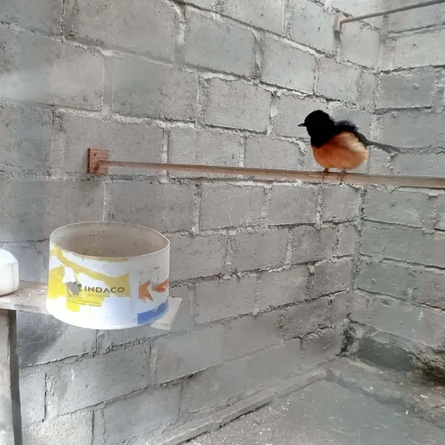 Tips Budidaya Burung Murai Batu Kicau Merdu Ekor Panjang