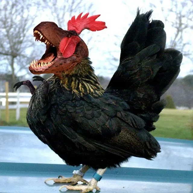 6 Editan Foto Ayam dengan Hewan Lain Ini Nyeleneh, Bikin Ngakak