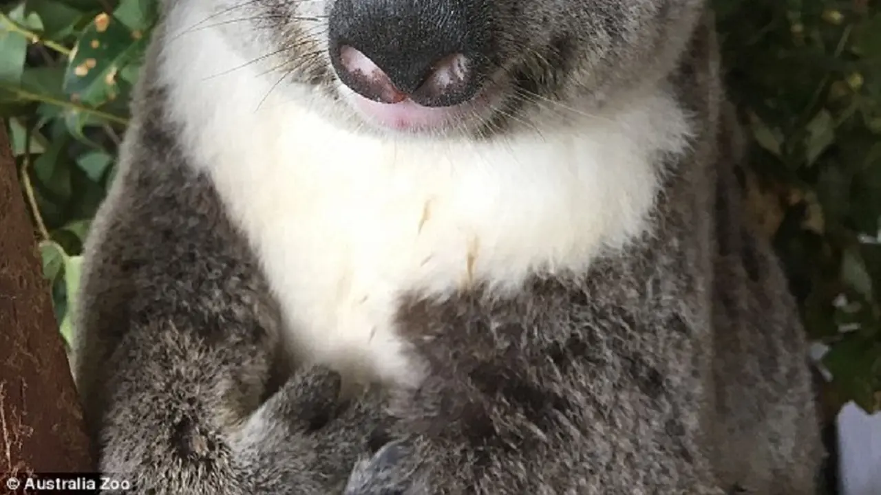 [Bintang] Koala