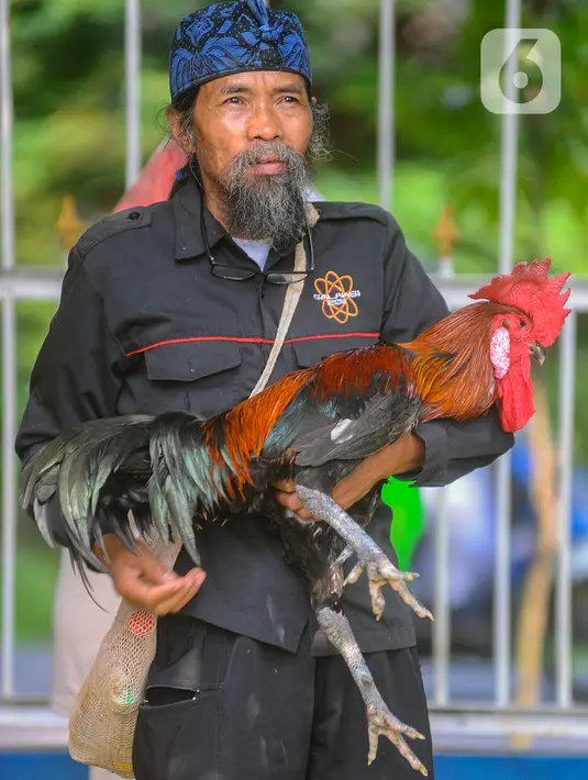 Harga ayam pelung saat ini dijual antara harga Rp 300 ribu hingga 200 juta/ekor tergantung dari bagus tidaknya suara ayam pelung. (merdeka.com/Arie Basuki)