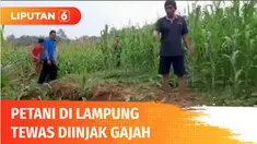 Warga Desa Tegalyoso, Kecamatan Purbolinggo, Lampung Timur, yang tewas terinjak gajah dimakamkan. Dalam setahun terakhir, sudah empat warga Lampung tewas akibat amukan gajah dari Taman Nasional Way Kambas.