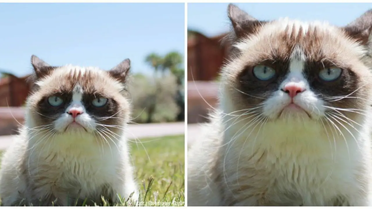 courtesy of grumpycat