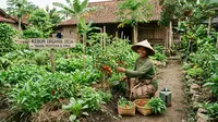 7 Kebun Rumah Konsep Organik di Pekarangan Desa Tanpa Pestisida, Sayuran Segar Tinggal Petik