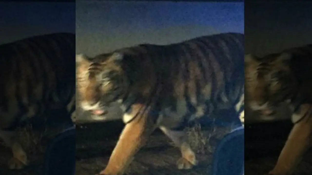 Harimau Bengal