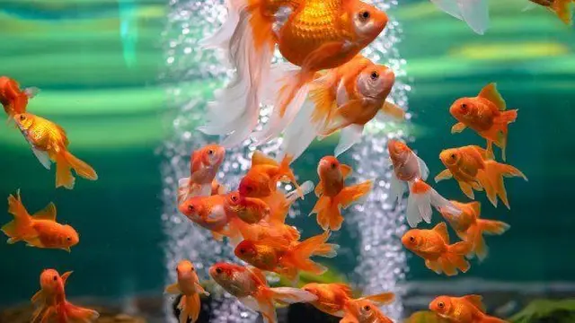 Ikan Akuarium dan Spesies Dangkal