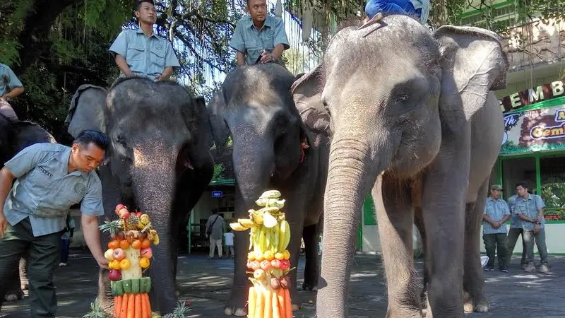 Gajah Gembiraloka