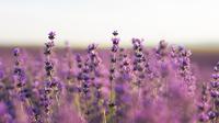 Bunga Lavender (Foto: Freepik)