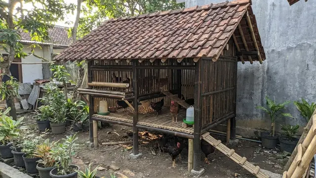 Desain Kandang Ayam Mini